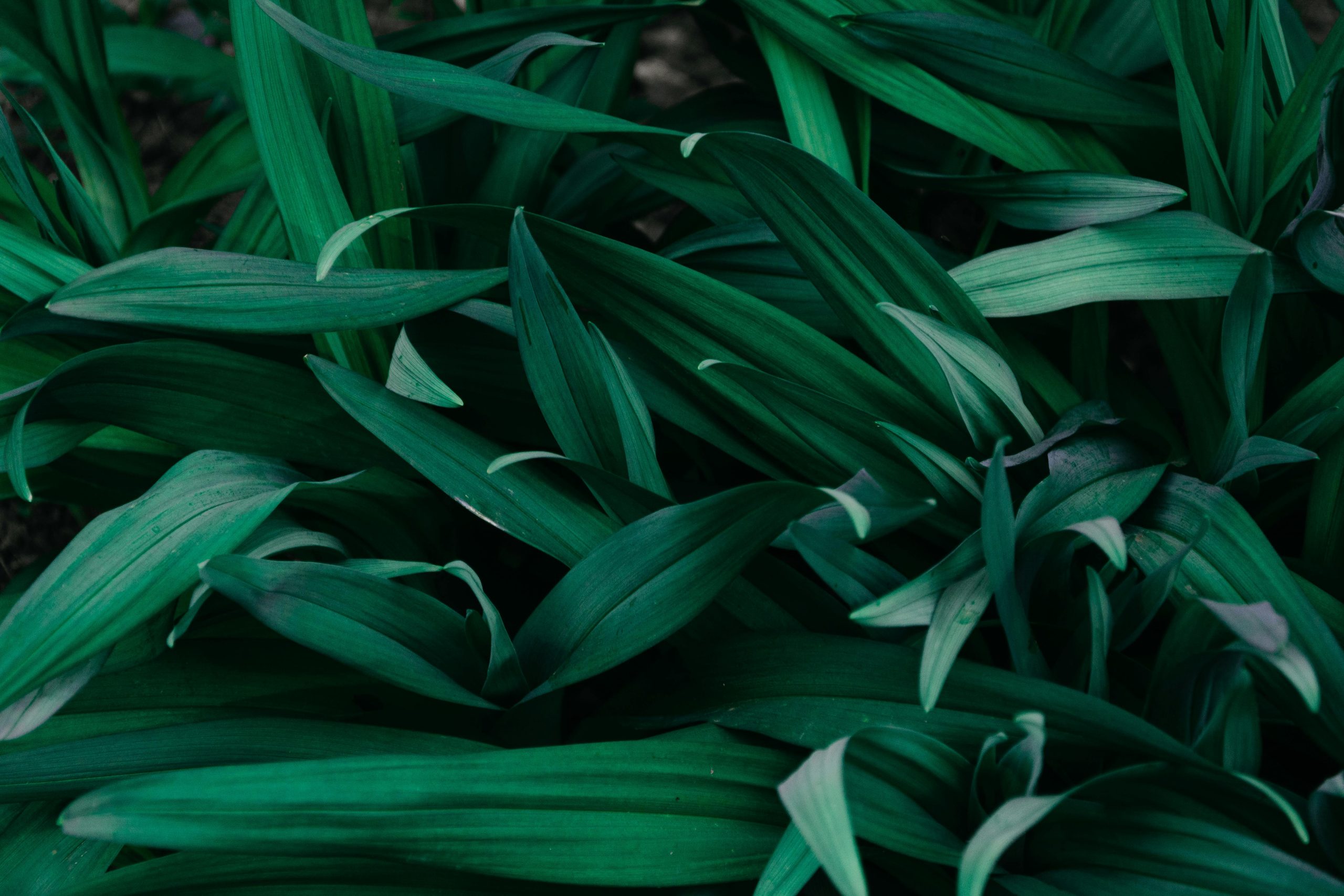A detailed view of vibrant green leaves, ideal for nature-themed projects and backgrounds.
